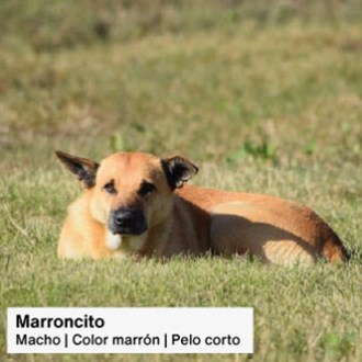 >Animales comunitarios