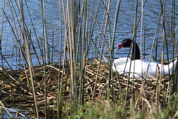 Cisnes de cuello negro en Puertos