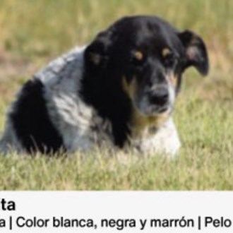 >Animales comunitarios